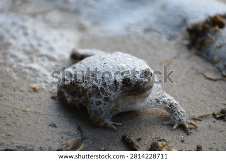 Common toad Bufo bufo sitting on a sandy riverbank near white water foam close-up.