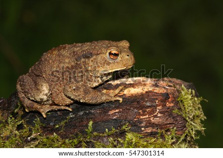 Common Toad (Bufo bufo) sitting on a mossy log.
