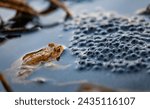 Common toad (Bufo bufo) swimming in a pond with spawn of frogs. Toads are amphibious frogs but they lay spawning lines. Macro shot of a male animal with orange eyes on springtime evening in Sauerland.