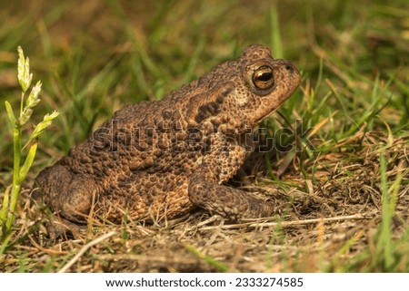 Common Toad (Bufo bufo) The ubiquitous common toad, found throughout the UK and Europe.