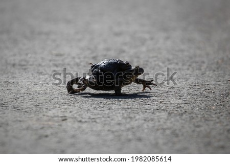 Common toad Bufo bufo walks with its partner - frog mating season, crossing the road