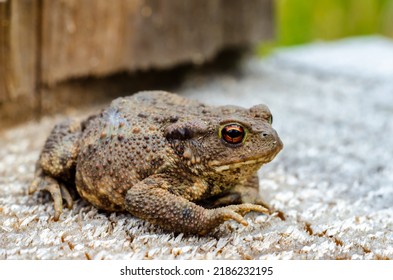 The common toad, European toad, or in Anglophone parts of Europe, simply the toad (Bufo bufo, from Latin bufo "toad"), is a frog found throughout most of Europe