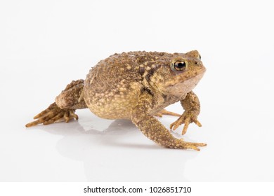 Common Toad European Toad Bufo Bufo Stock Photo (Edit Now) 1026851710