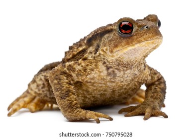 Common toad or European toad, Bufo bufo, in front of white background