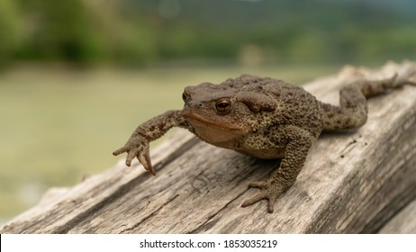 Toad Images Stock Photos Vectors Shutterstock