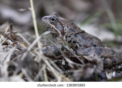 Common Toad European Toad Simply Toad Stock Photo 1383892883 | Shutterstock