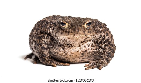 Toad Images Stock Photos Vectors Shutterstock