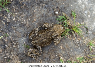Common toad or European toad is sitting on a dirty ground, top view, frog close-up photo with selective focus - Powered by Shutterstock