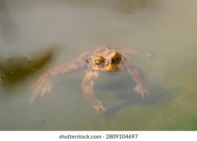 Common toad floating, partially submerged in murky pond water, head and eyes visible
