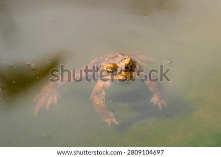 Common toad floating, partially submerged in murky pond water, head and eyes visible