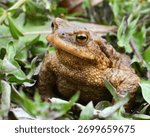 Common toad frog (Bufo bufo), which lives in the wild