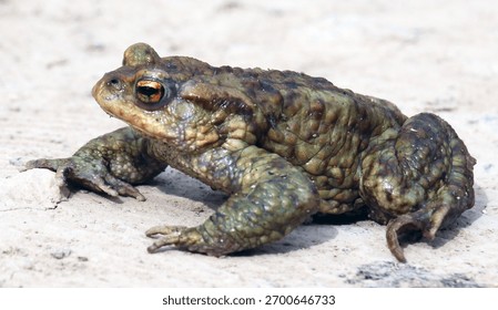 Common toad frog (Bufo bufo), which lives in the wild