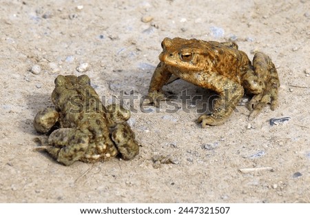 Common toad frog (Bufo bufo), which lives in the wild
