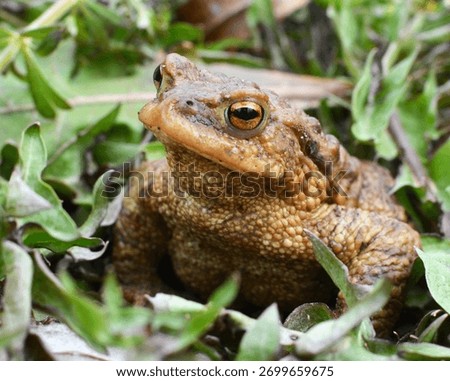 Common toad frog (Bufo bufo), which lives in the wild