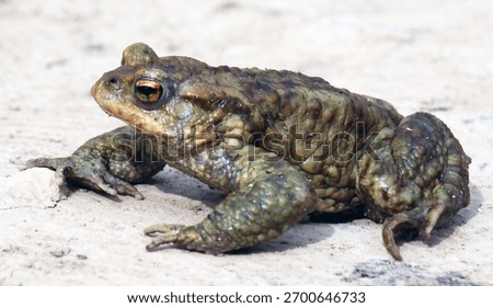 Common toad frog (Bufo bufo), which lives in the wild