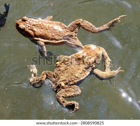 Common toad frog (Bufo bufo), which lives in the wild