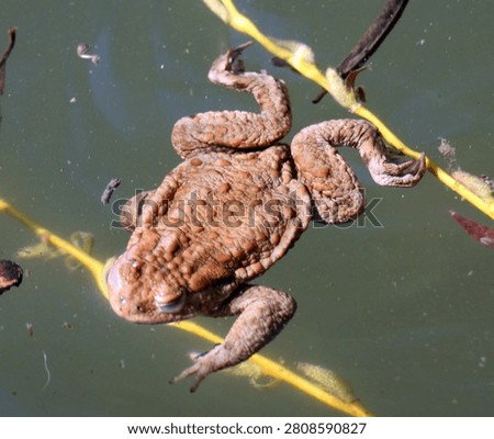 Common toad frog (Bufo bufo), which lives in the wild
