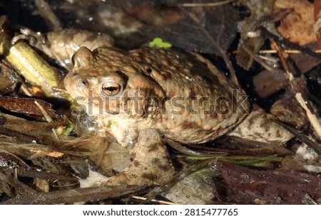 Common toad frog (Bufo bufo), which lives in the wild