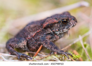 Common toad in the grass