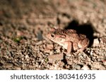 Common toad in the night