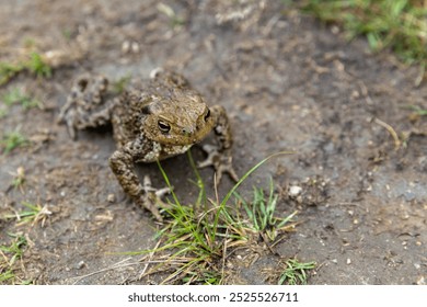 Common toad is on a dirty ground, frog close-up photo with selective soft focus - Powered by Shutterstock