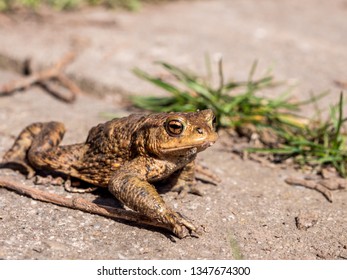 Common Toad On A Path