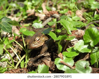 Common toad partly hidden among green leaves and woodland ground vegetation, with the eye and head visible through the plants. The image has natural habitat value for amphibian, forest floor, garden wildlife and conservation themes, though the subject is partly obscured by foreground vegetation.