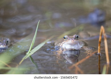 Common Toad,European Toad,bufo bufo.
European Toad in natural enviroment