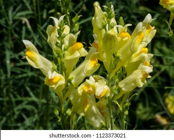 Common toadlfax yellow