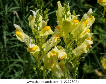 Common toadlfax yellow