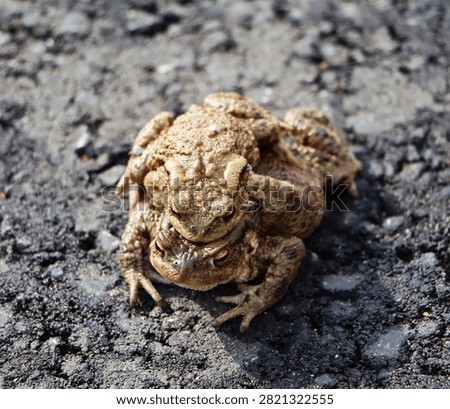 Common toads (Bufo bufo) crossing the road
