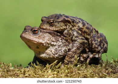 Common Toads (Bufo bufo) mating.