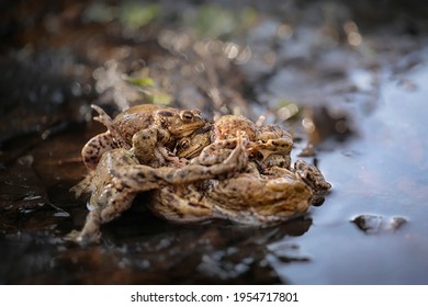 Common Toads Mating Season - Amplexus