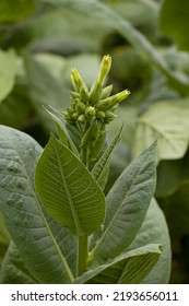 Common Tobacco (Nicotiana Tabacum). Flower Buds Of Common Tobacco.