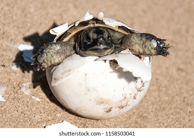 1,162 Tortoise nest Images, Stock Photos & Vectors | Shutterstock