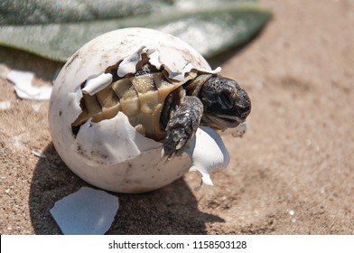 common tortoise baby is hatching from egg on sand, baby tortoise is hatching from egg on sand, turtle baby is hatching from egg on sand, baby turtle is hatching  from egg on sand