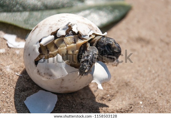 common
tortoise baby is hatching from egg on sand, baby tortoise is
hatching from egg on sand, turtle baby is hatching from egg on
sand, baby turtle is hatching  from egg on
sand