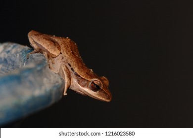 common tree frog