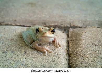 Common Tree Frog (Cuban Tree Frog)