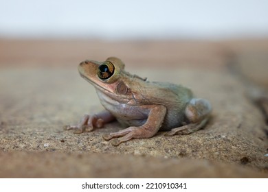 Common Tree Frog (Cuban Tree Frog)