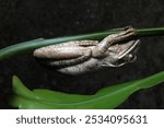 Common tree frog, four-lined tree frog at night, golden tree frog, (Polypedates leucomystax) on a branch.