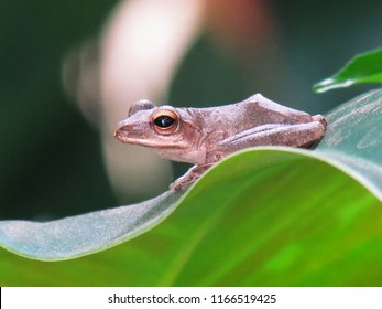 Common tree frog Polypedates leucomystax sit on the leaf in the garden.                           