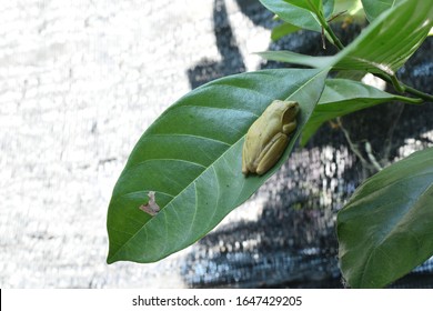 Common tree frog (  Polypedates leucomystax ) on green leaves.

