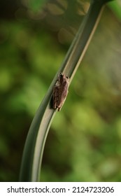 Common Tree Frog Resting On Branch