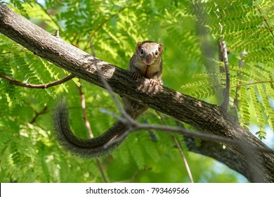 Common Tree Shrew Staring  With Curiosity