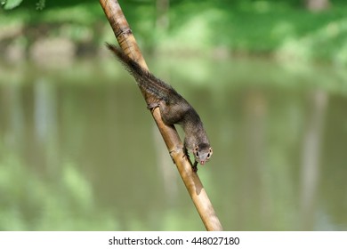 Common Treeshrew Looking At The Camera