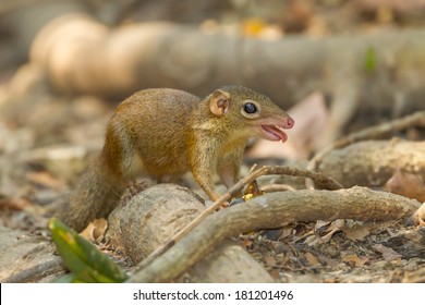 Common Treeshrew(Tupaia Glis) In Nature 