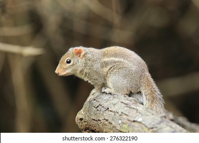 Common Treeshrew(Tupaia Glis) In Nature 