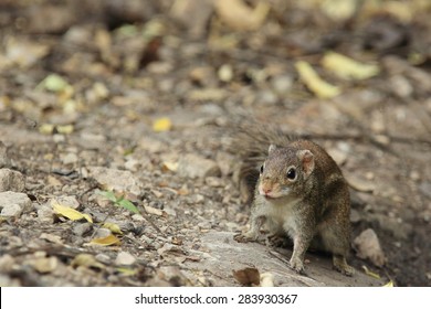 Common Treeshrew(Tupaia Glis) In Nature