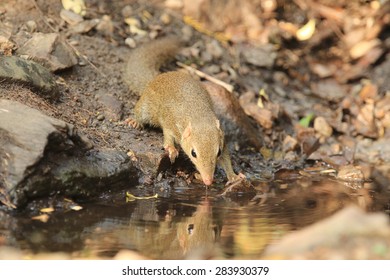 Common Treeshrew(Tupaia Glis) In Nature